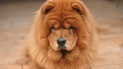 7 cele mai bune rase: care câini sunt considerați că au cea mai lungă durată de viață?