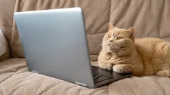 Ce văd pisicile și câinii când se uită la televizor: curiozități despre vederea animalului tău de companie