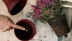 De ce este atât de importantă această gaură de pe fundul ghiveciului pentru sănătatea plantelor?