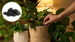 Revigorează orice floare: îngrășământ accesibil pentru plante pe bază de cărbune activ