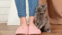 Cele mai frecvente motive pentru care o pisică își urmează mereu stăpânul