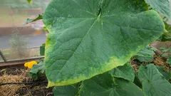 De reținut pentru toți grădinarii: ce trebuie să faceți imediat dacă observați că frunzele castraveților se îngălbenesc pe margini