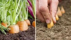 Ce ar trebui să plantezi lângă morcovi pentru a alunga dăunătorii și a îmbunătăți recolta?