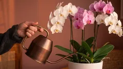 Cea mai frecventă greșeală pe care o fac majoritatea oamenilor când îngrijesc plantele de interior